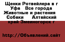 Щенки Ротвейлера в г.Уфа - Все города Животные и растения » Собаки   . Алтайский край,Змеиногорск г.